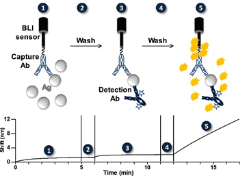 Schematic representation of the biolayer interferometry-based assay for rapid and highly-sensitive detection of biological warfa